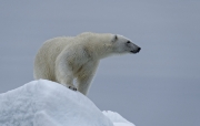 Ours sur la banquise - Philippe Gaudibert